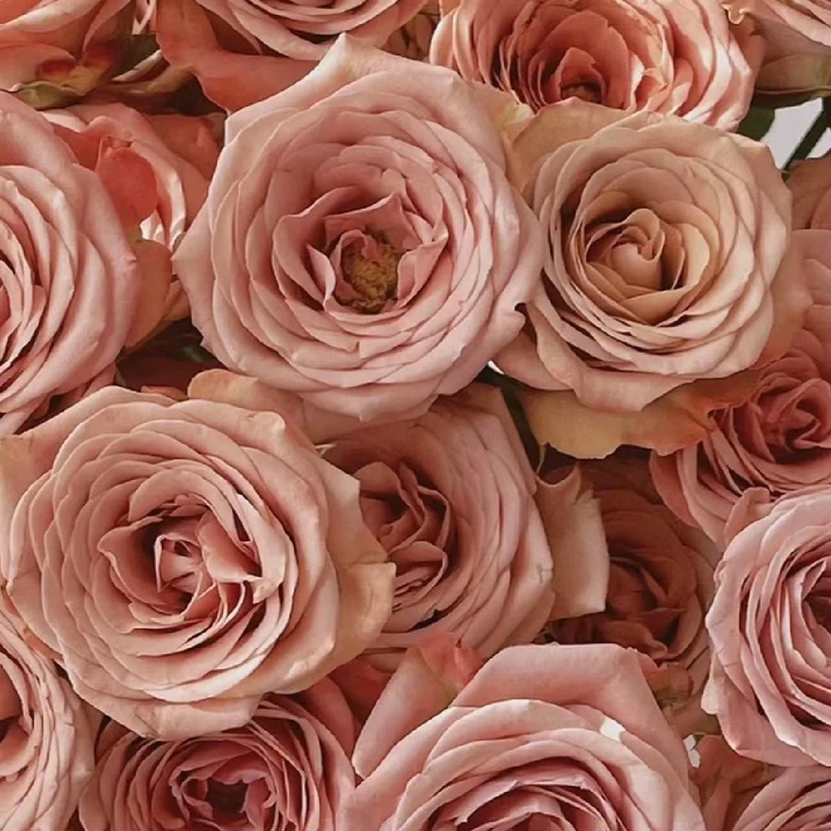 German Florist Shrub Rose Inspired by Cappuccino