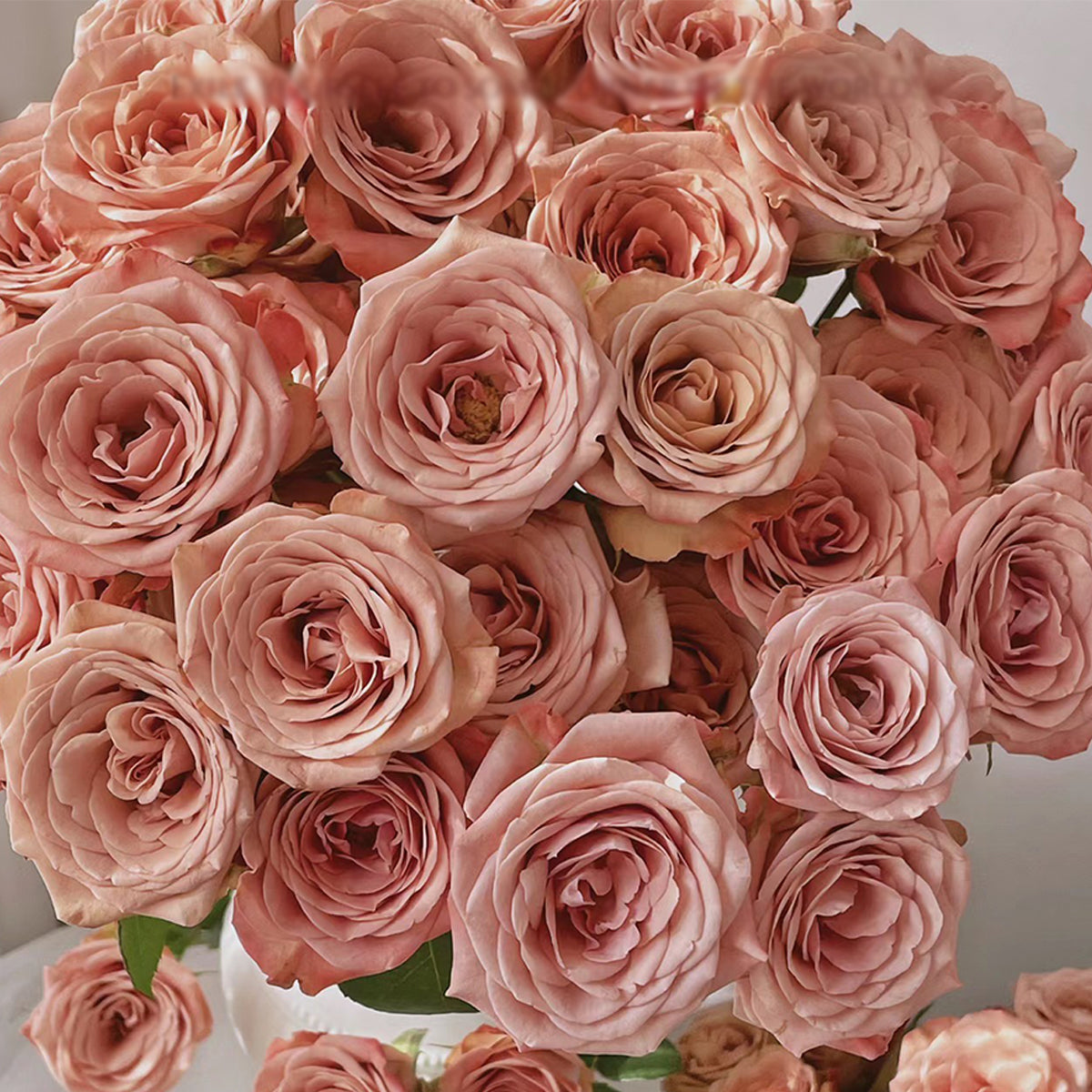 German Florist Shrub Rose Inspired by Cappuccino
