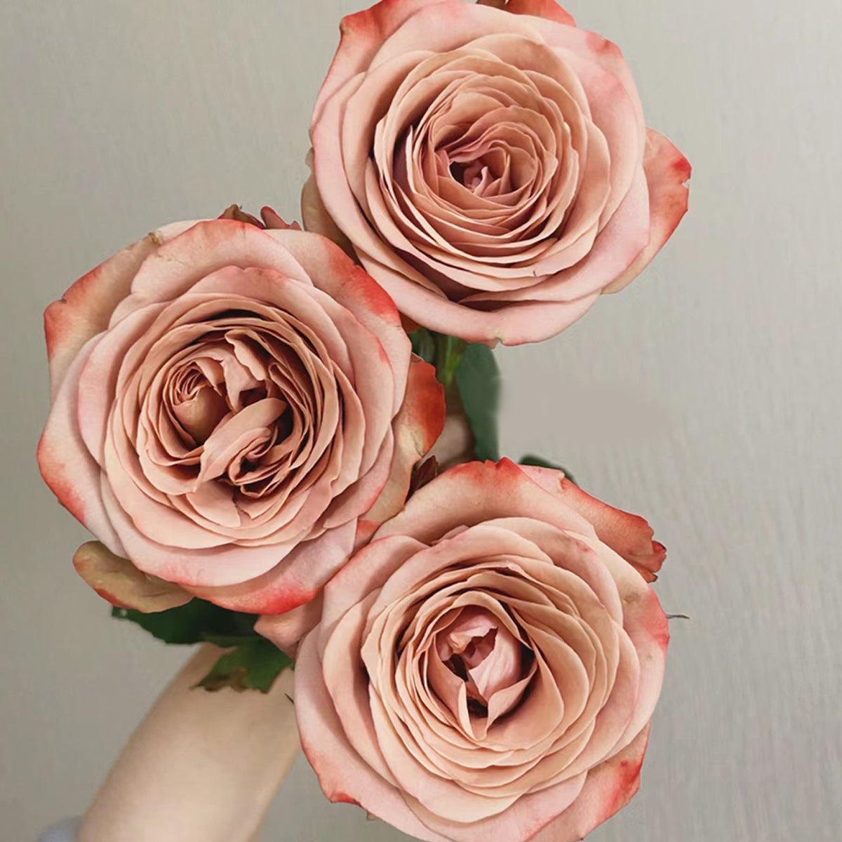 German Florist Shrub Rose Inspired by Cappuccino
