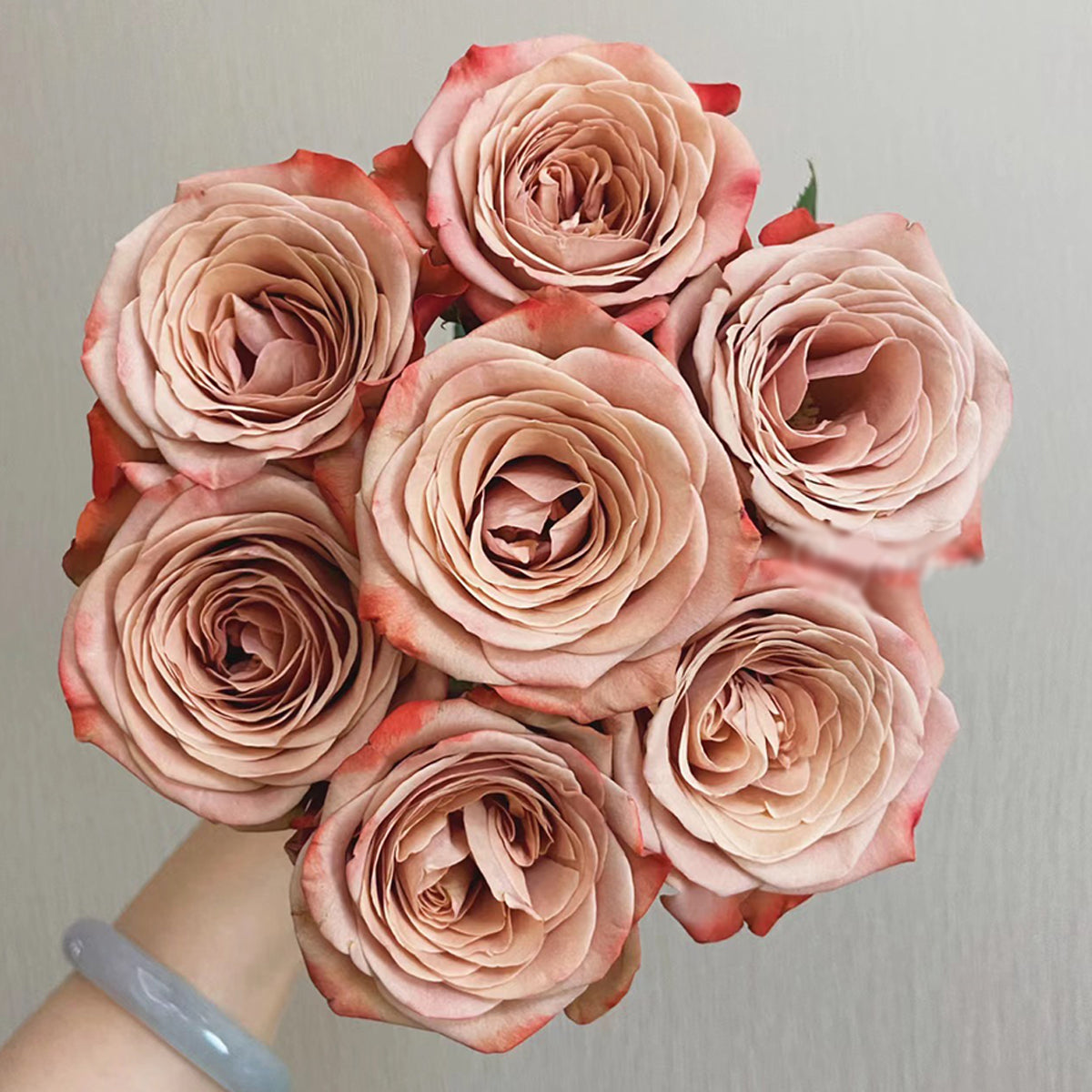 German Florist Shrub Rose Inspired by Cappuccino