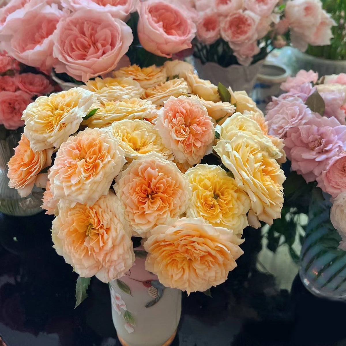 German Florist Shrub Rose Inspired by Caramel Antike