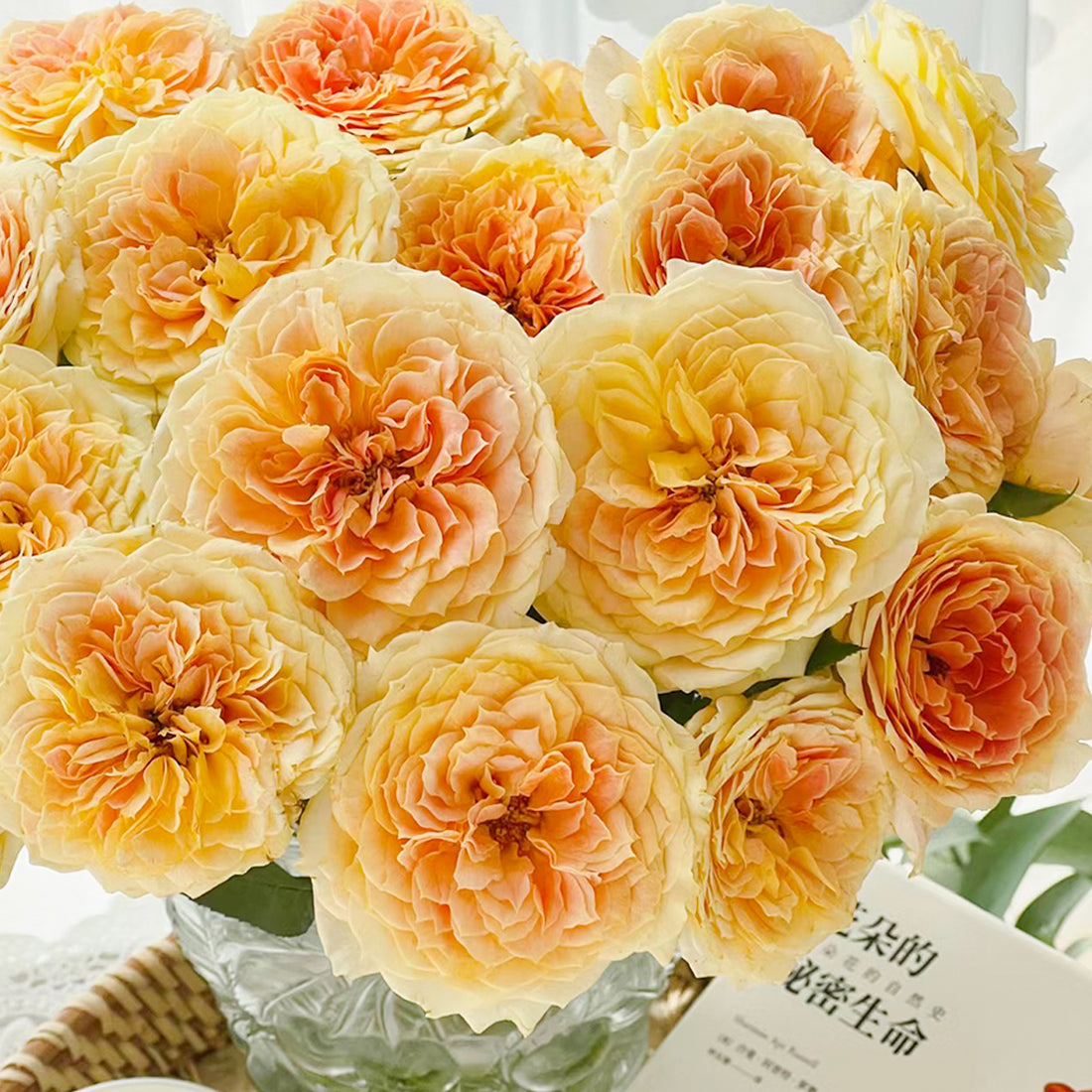 German Florist Shrub Rose Inspired by Caramel Antike