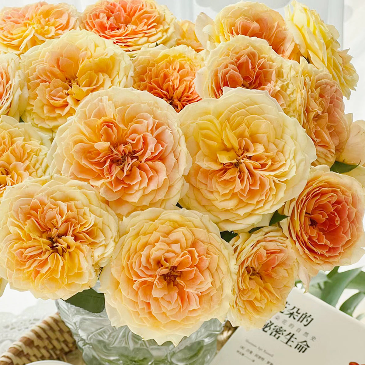 German Florist Shrub Rose Inspired by Caramel Antike