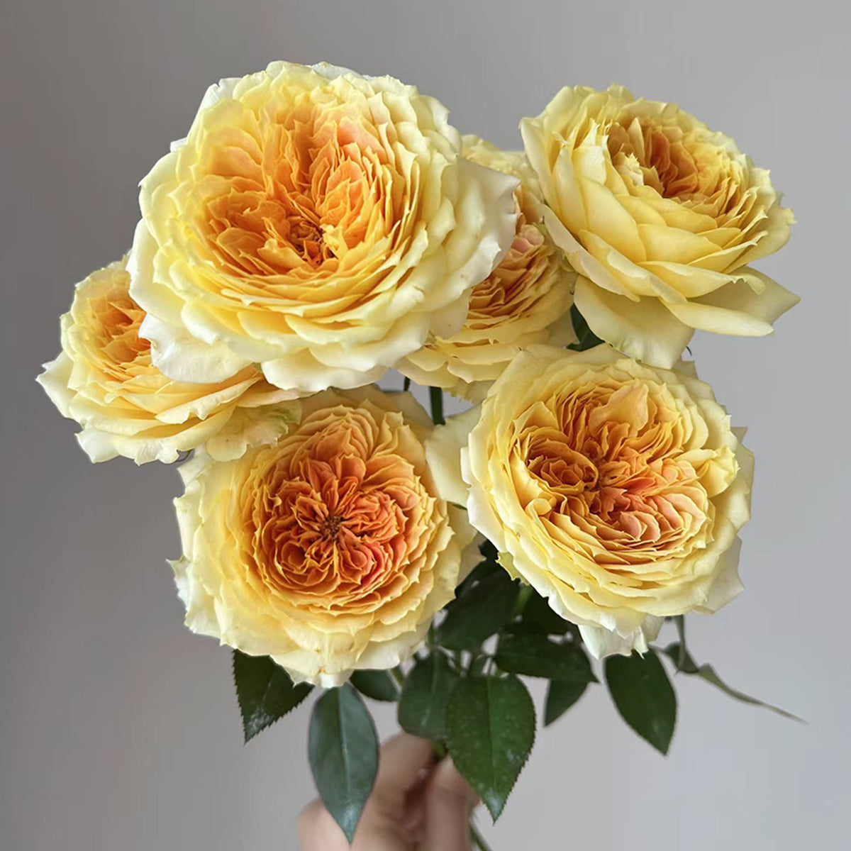 German Florist Shrub Rose Inspired by Caramel Antike