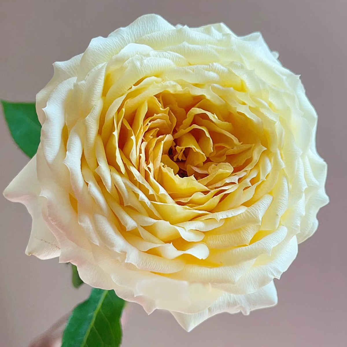 German Florist Shrub Rose Inspired by Caramel Antike