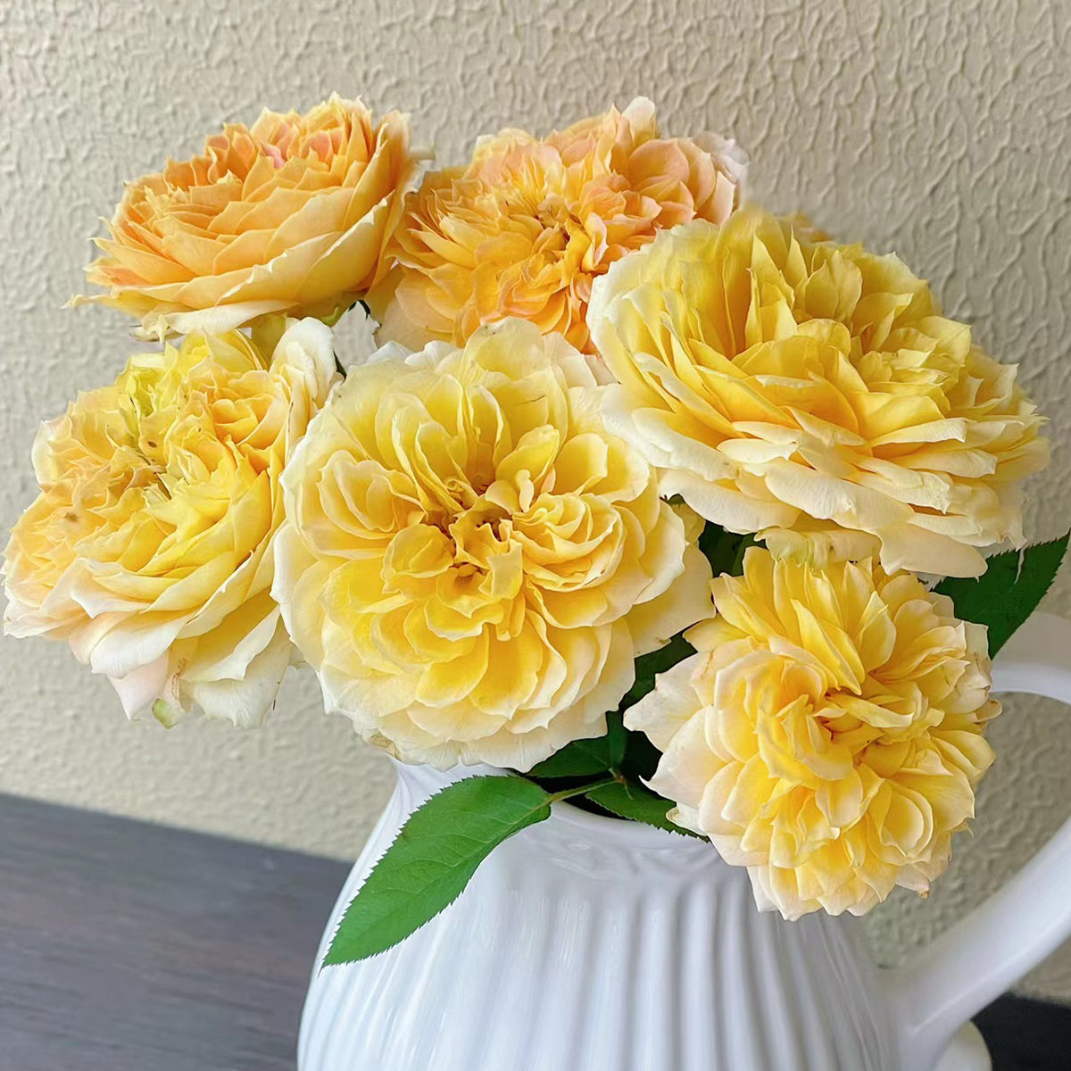 German Florist Shrub Rose Inspired by Caramel Antike