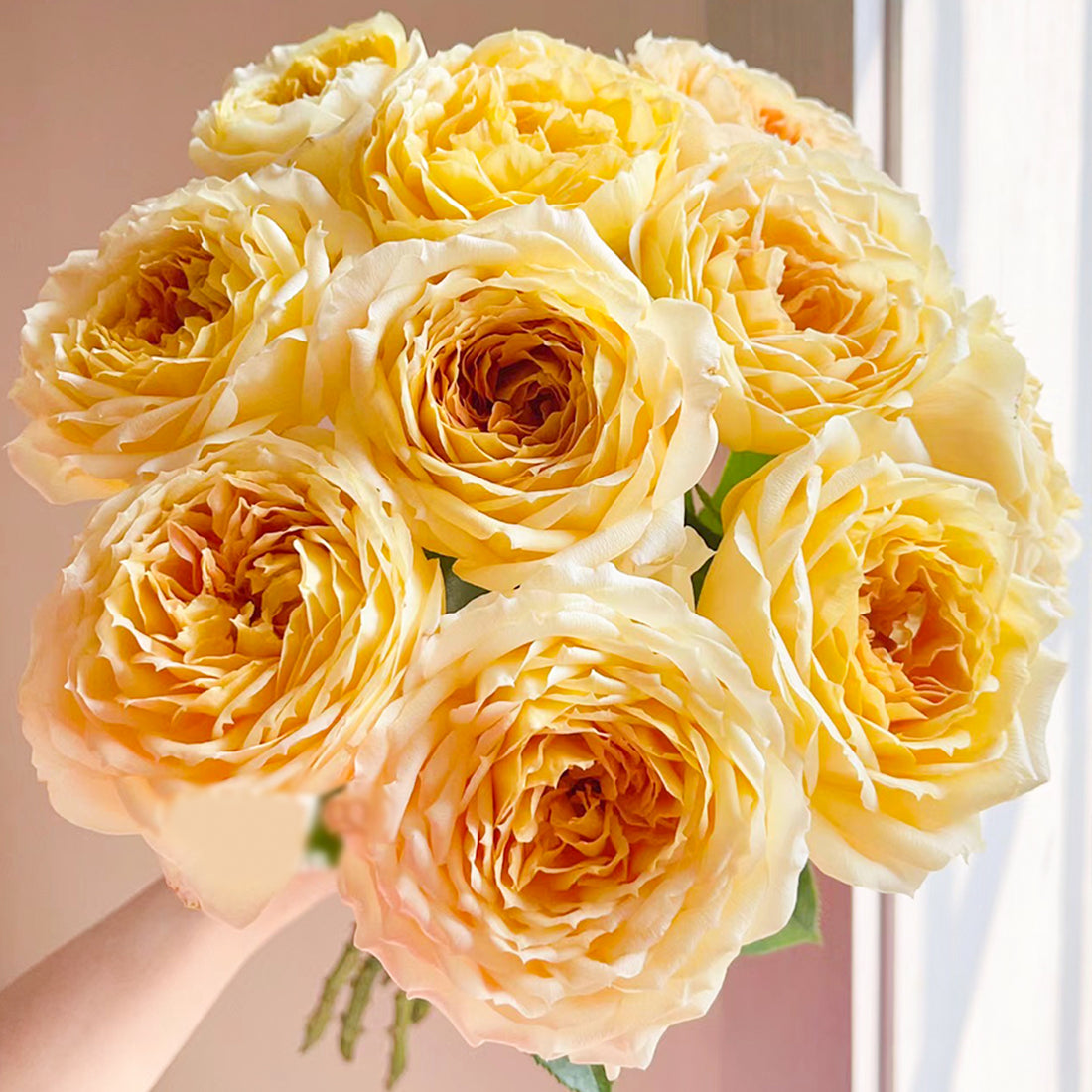German Florist Shrub Rose Inspired by Caramel Antike