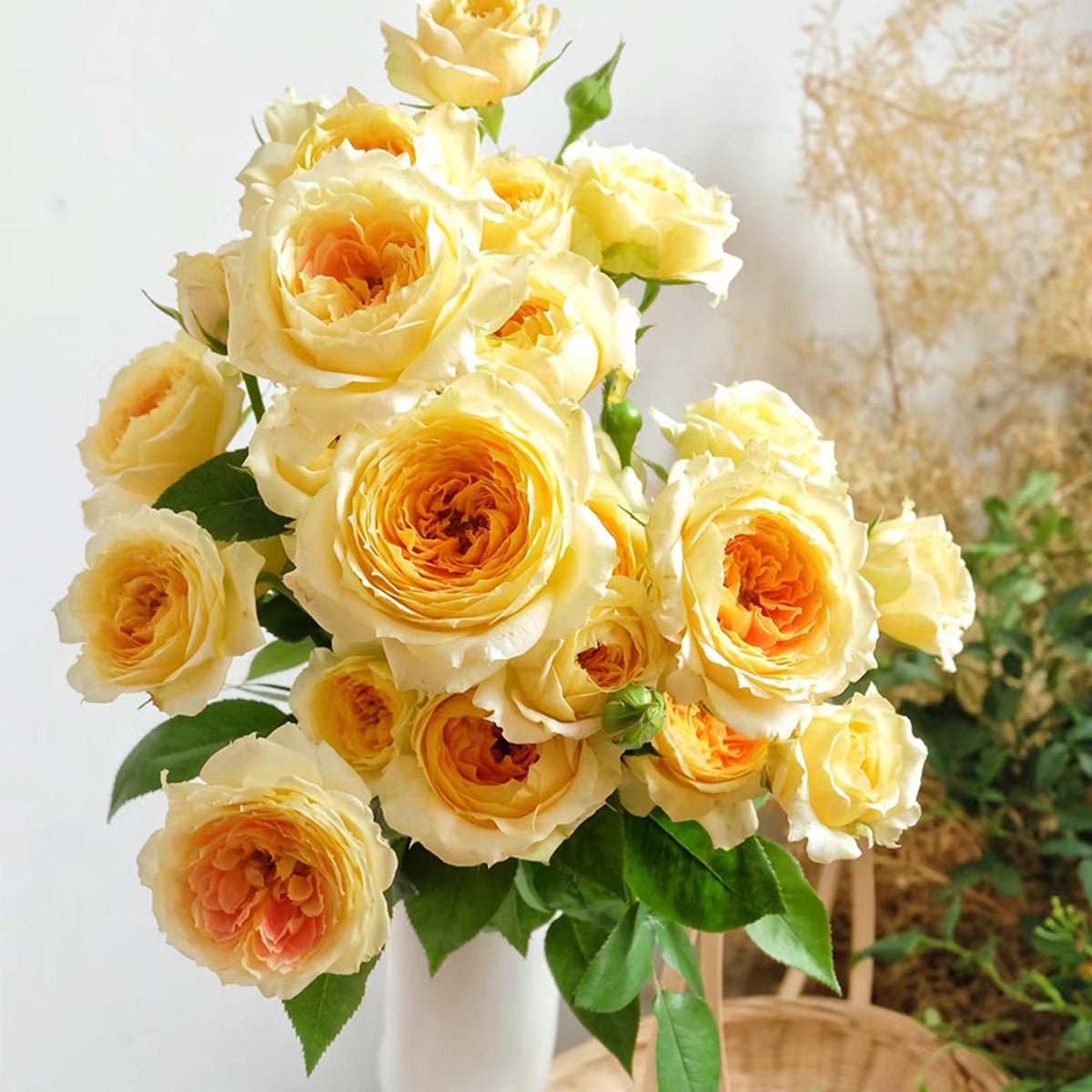 German Florist Shrub Rose Inspired by Caramel Antike