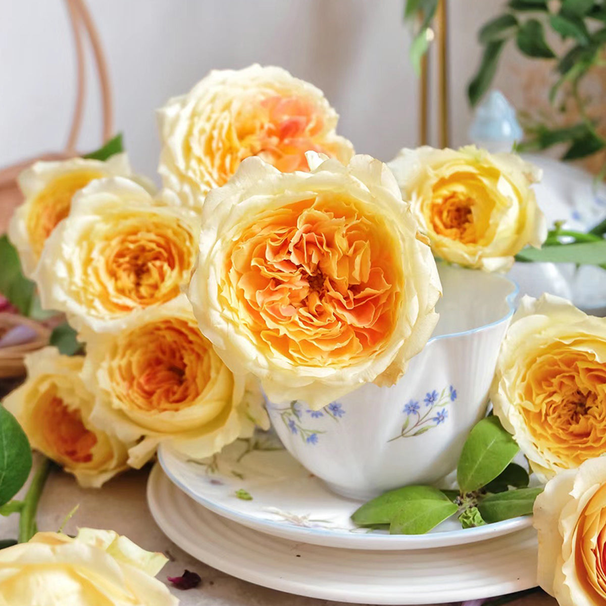 German Florist Shrub Rose Inspired by Caramel Antike