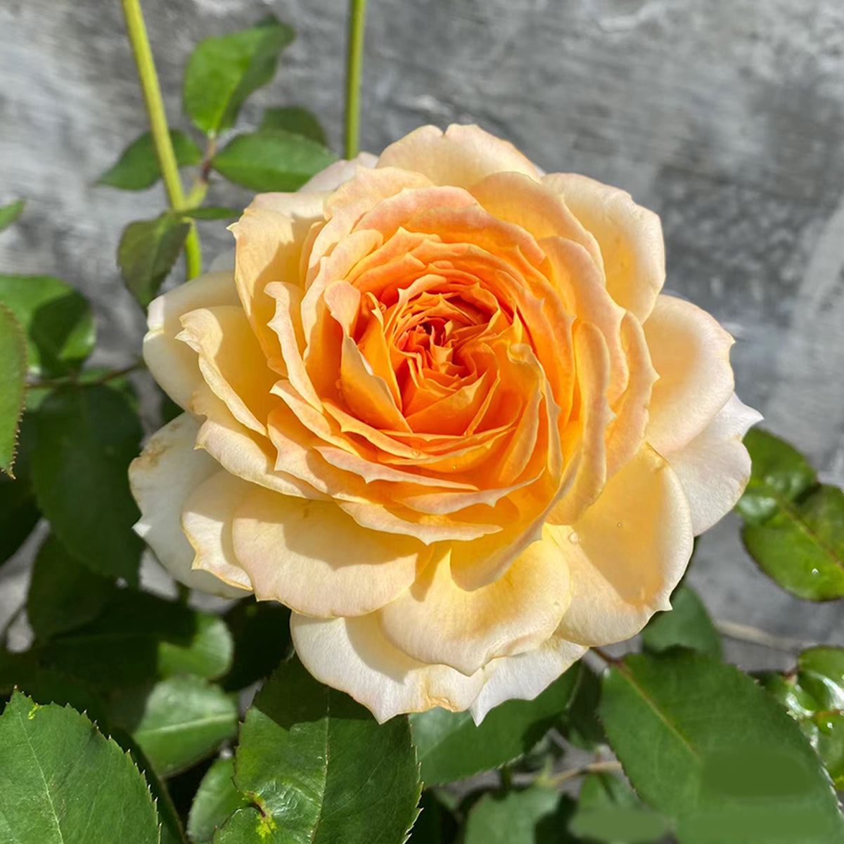 German Florist Shrub Rose Inspired by Caramel Antike