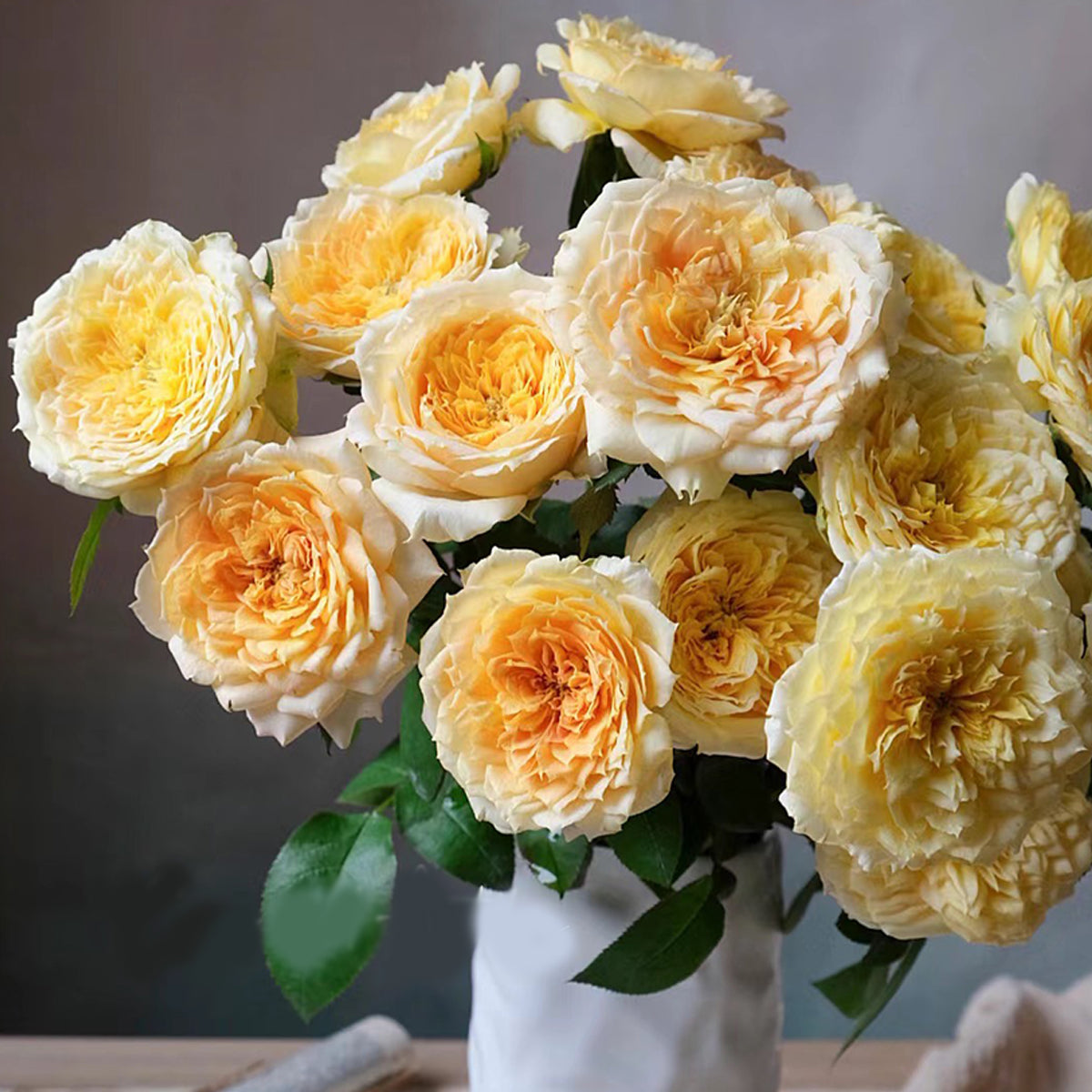 German Florist Shrub Rose Inspired by Caramel Antike