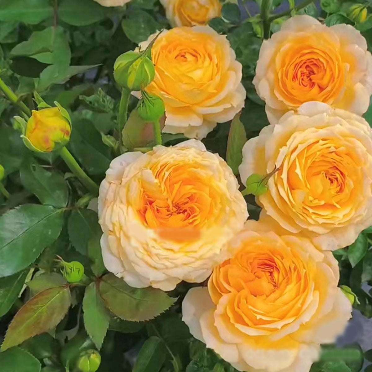 German Florist Shrub Rose Inspired by Caramel Antike