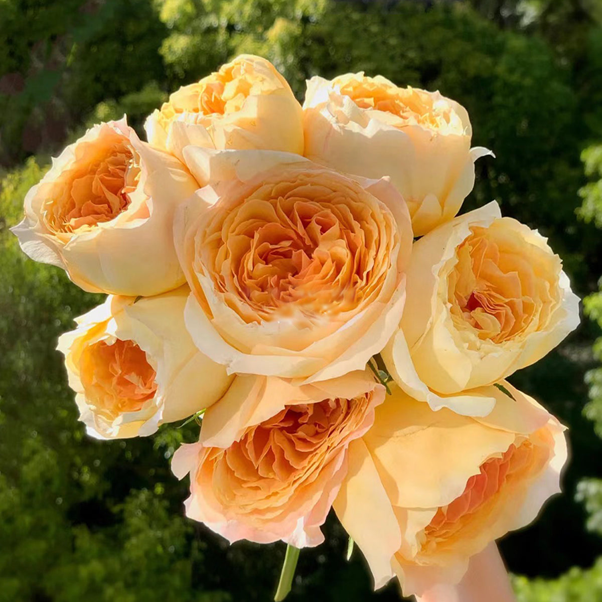 German Florist Shrub Rose Inspired by Caramel Antike