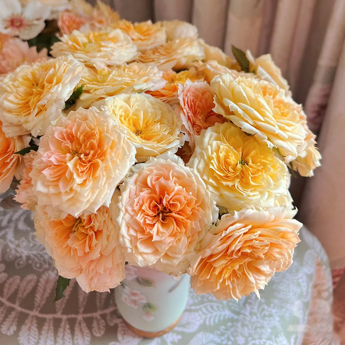 German Florist Shrub Rose Inspired by Caramel Antike