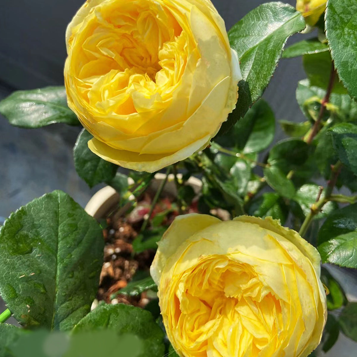 Catalina Dutch Florist Shrub Rose