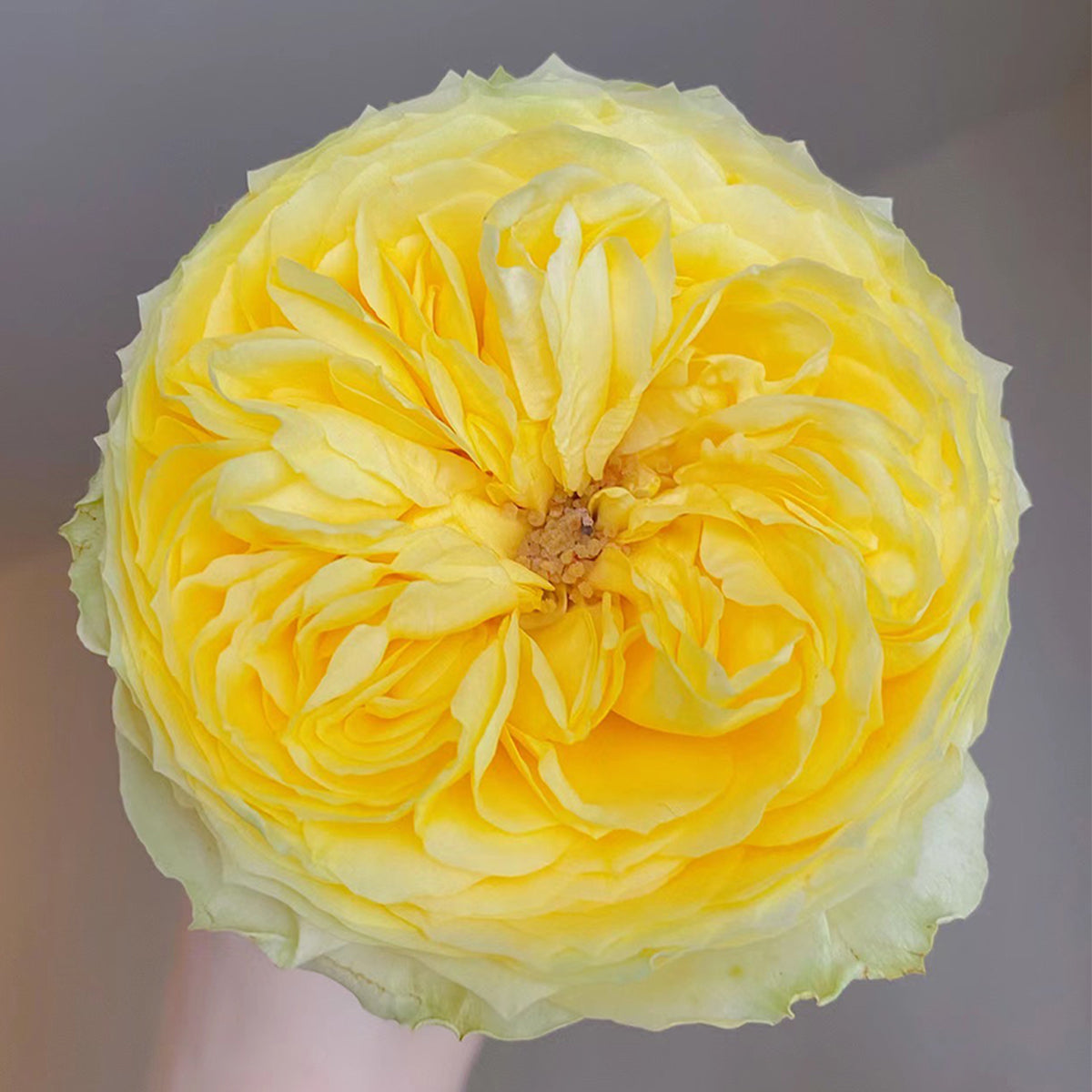 Catalina Dutch Florist Shrub Rose