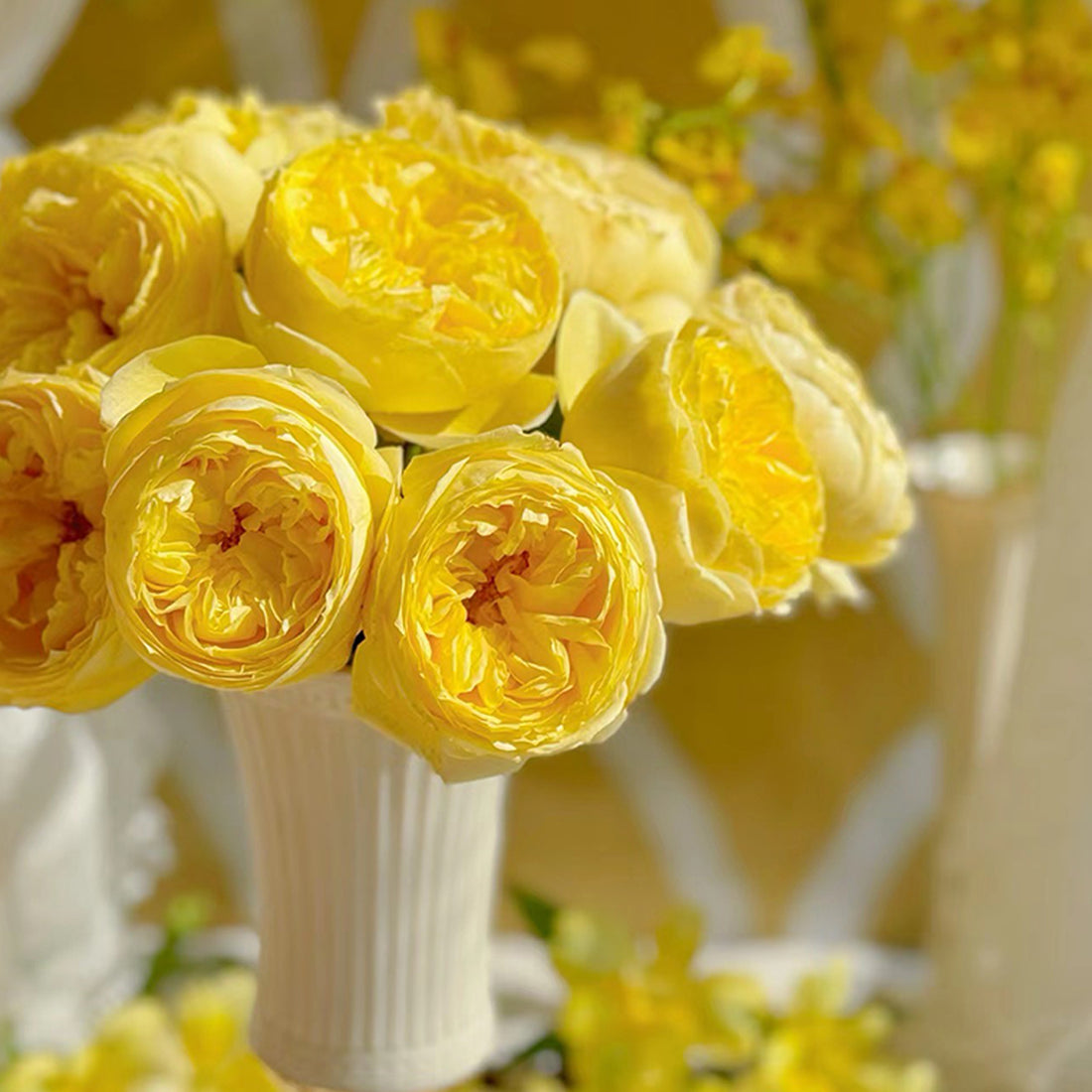 Catalina Dutch Florist Shrub Rose