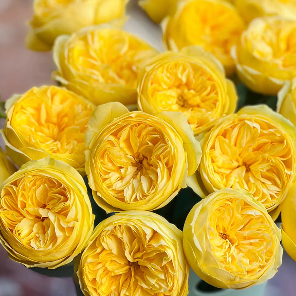 Catalina Dutch Florist Shrub Rose