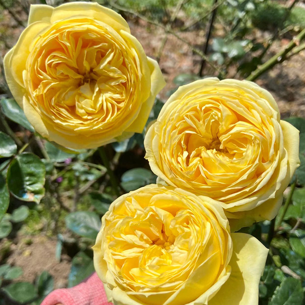 Catalina Dutch Florist Shrub Rose