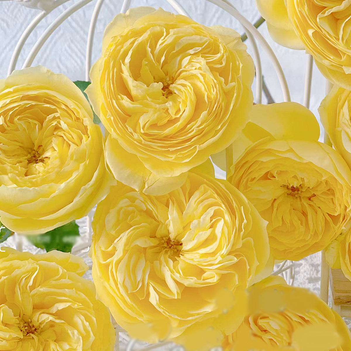 Catalina Dutch Florist Shrub Rose