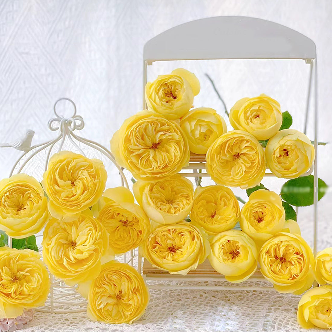 Catalina Dutch Florist Shrub Rose