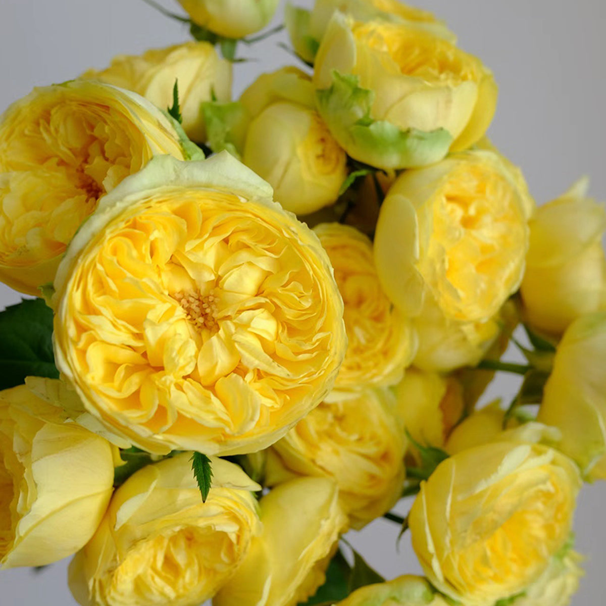 Catalina Dutch Florist Shrub Rose