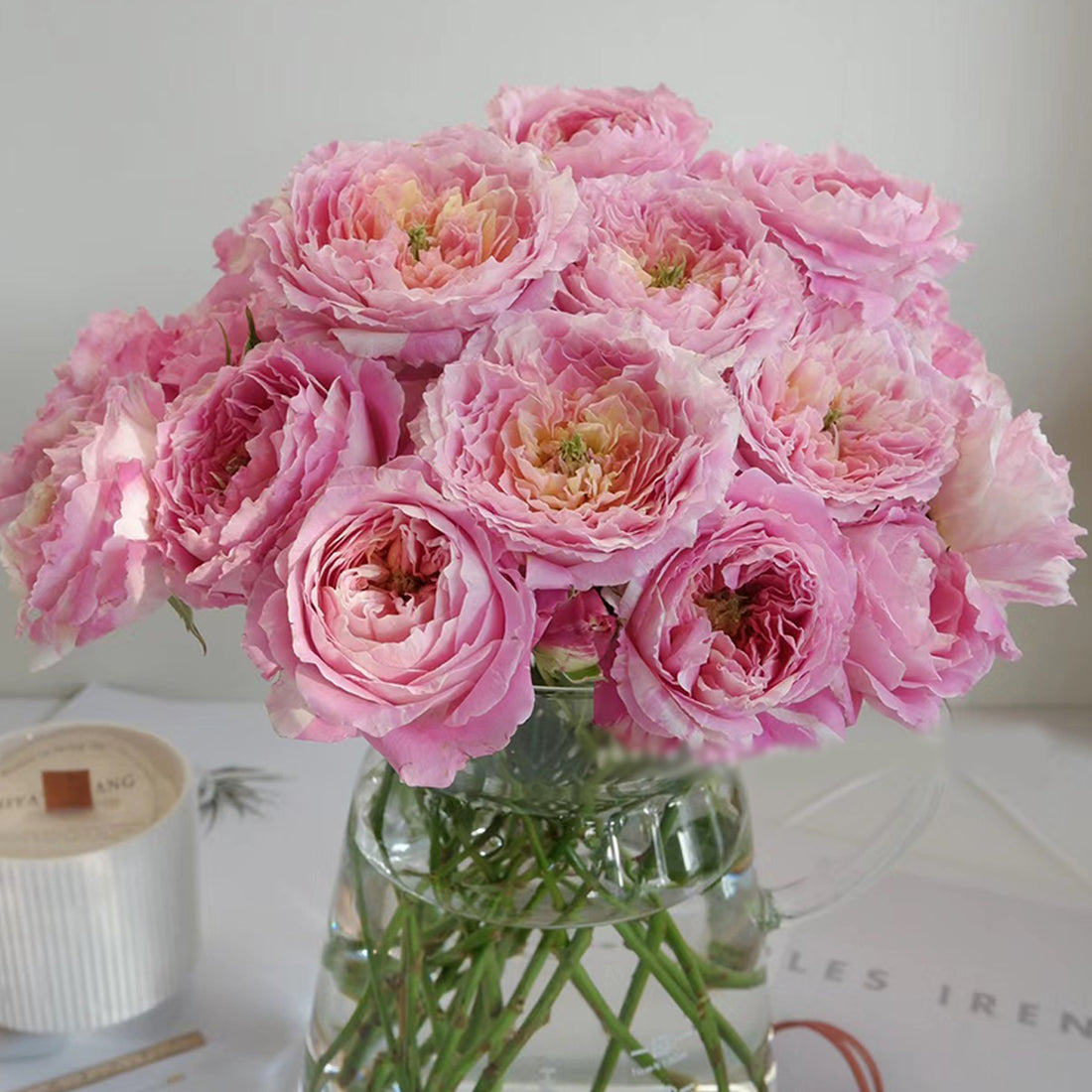 French Garden Shrub Rose Inspired by Claude Monet