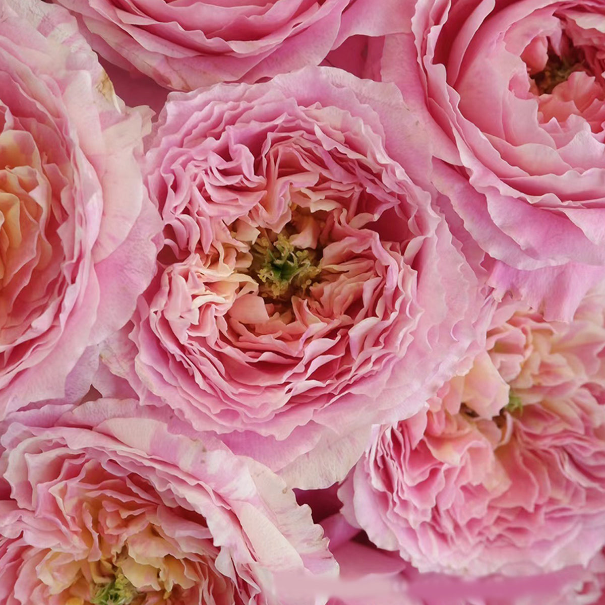 French Garden Shrub Rose Inspired by Claude Monet