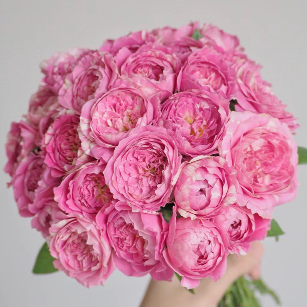 French Garden Shrub Rose Inspired by Claude Monet
