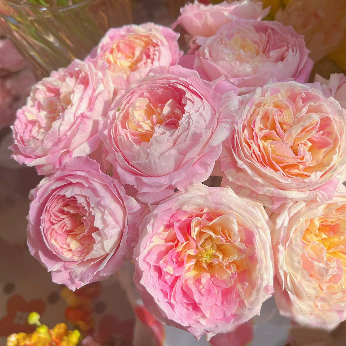 French Garden Shrub Rose Inspired by Claude Monet