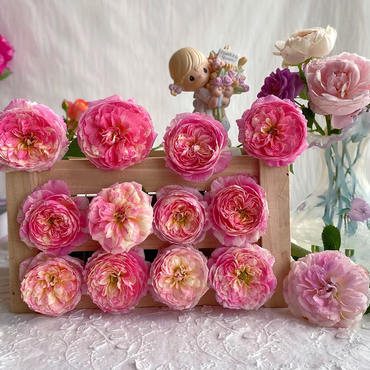 French Garden Shrub Rose Inspired by Claude Monet