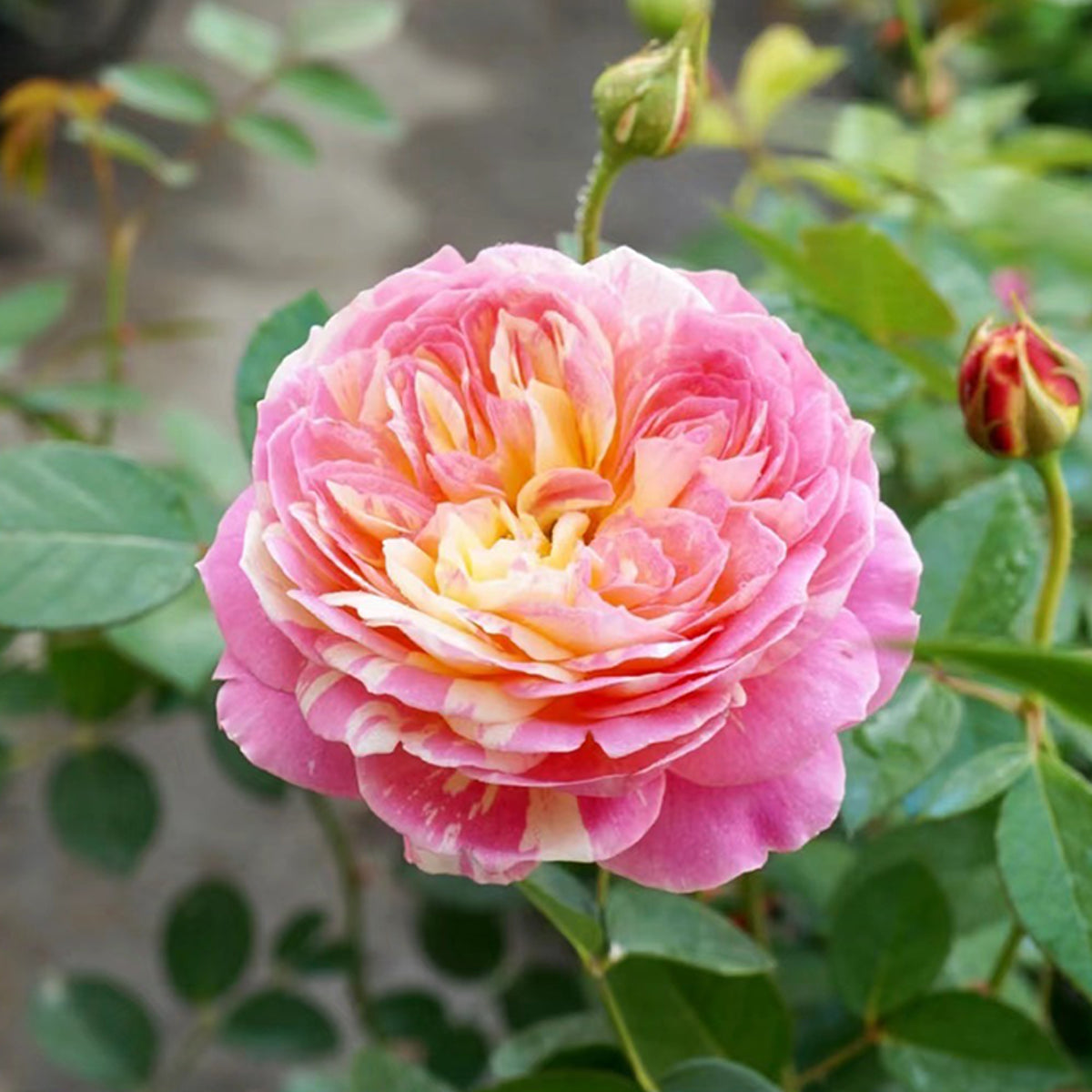 French Garden Shrub Rose Inspired by Claude Monet
