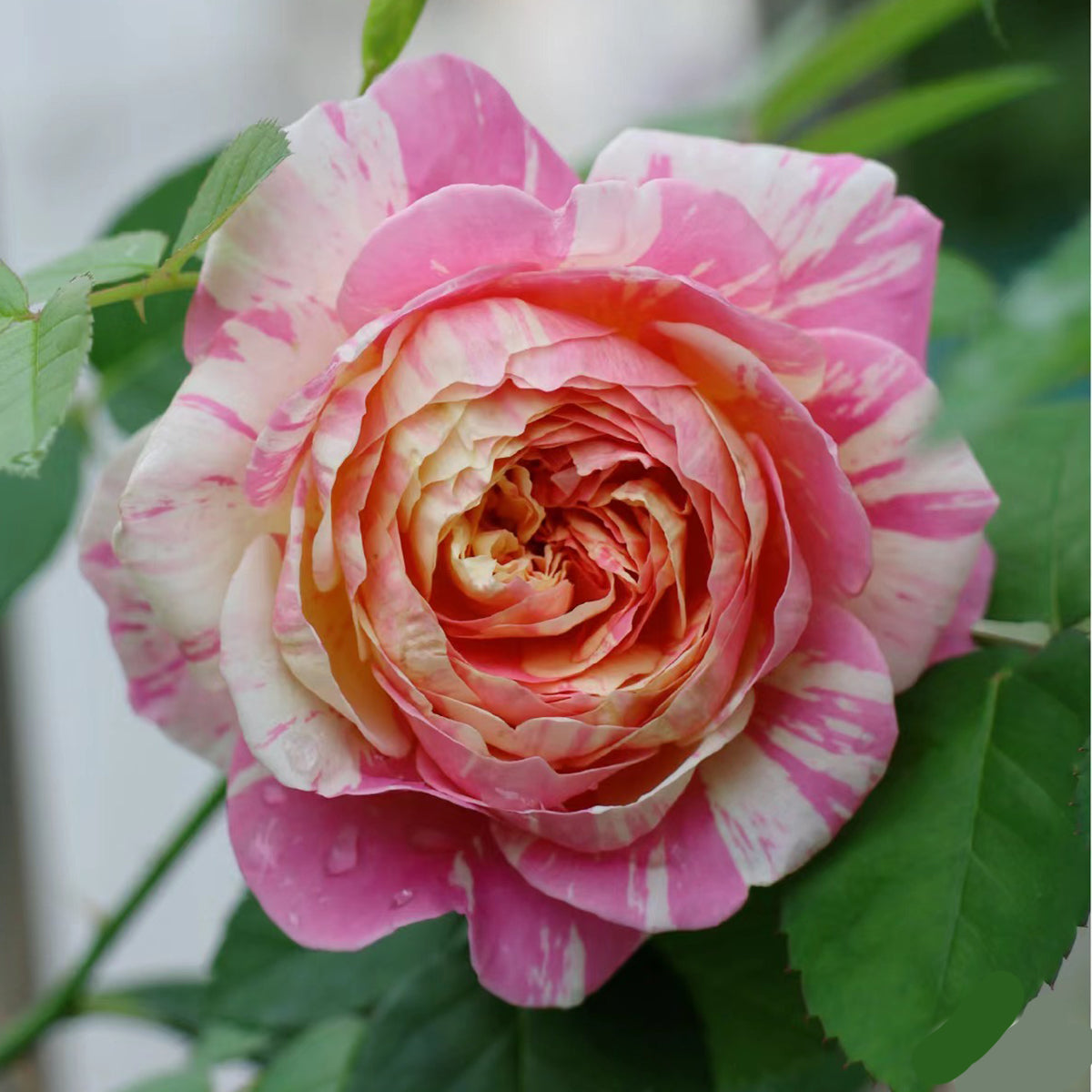 French Garden Shrub Rose Inspired by Claude Monet