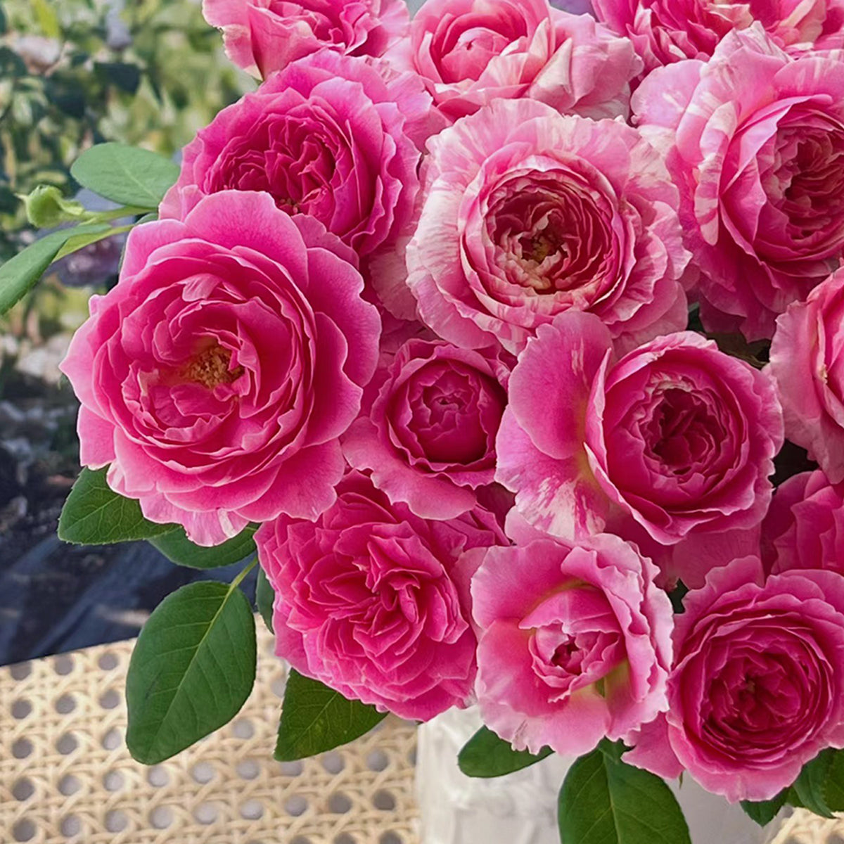 French Garden Shrub Rose Inspired by Claude Monet
