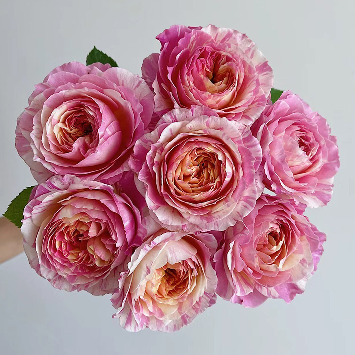 French Garden Shrub Rose Inspired by Claude Monet