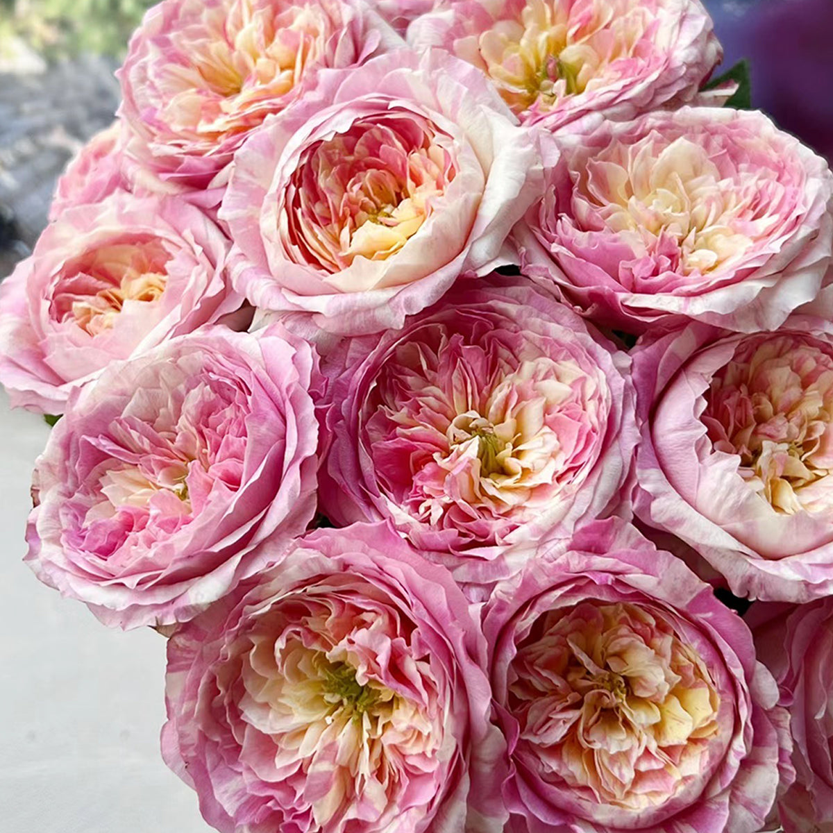 French Garden Shrub Rose Inspired by Claude Monet