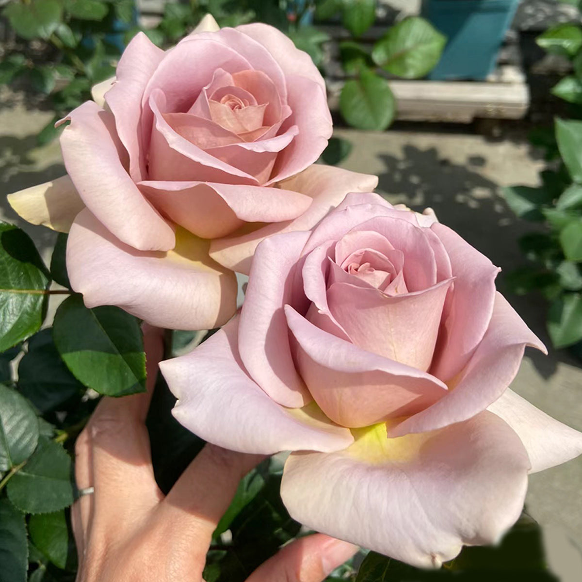 Cafe Latte Dutch Florist Shrub Rose
