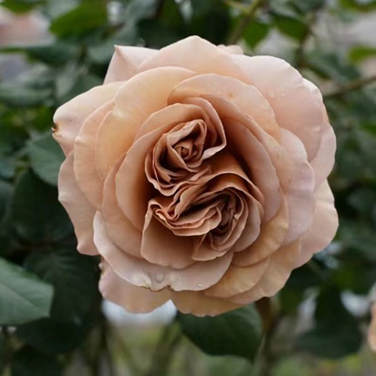 Cafe Latte Dutch Florist Shrub Rose
