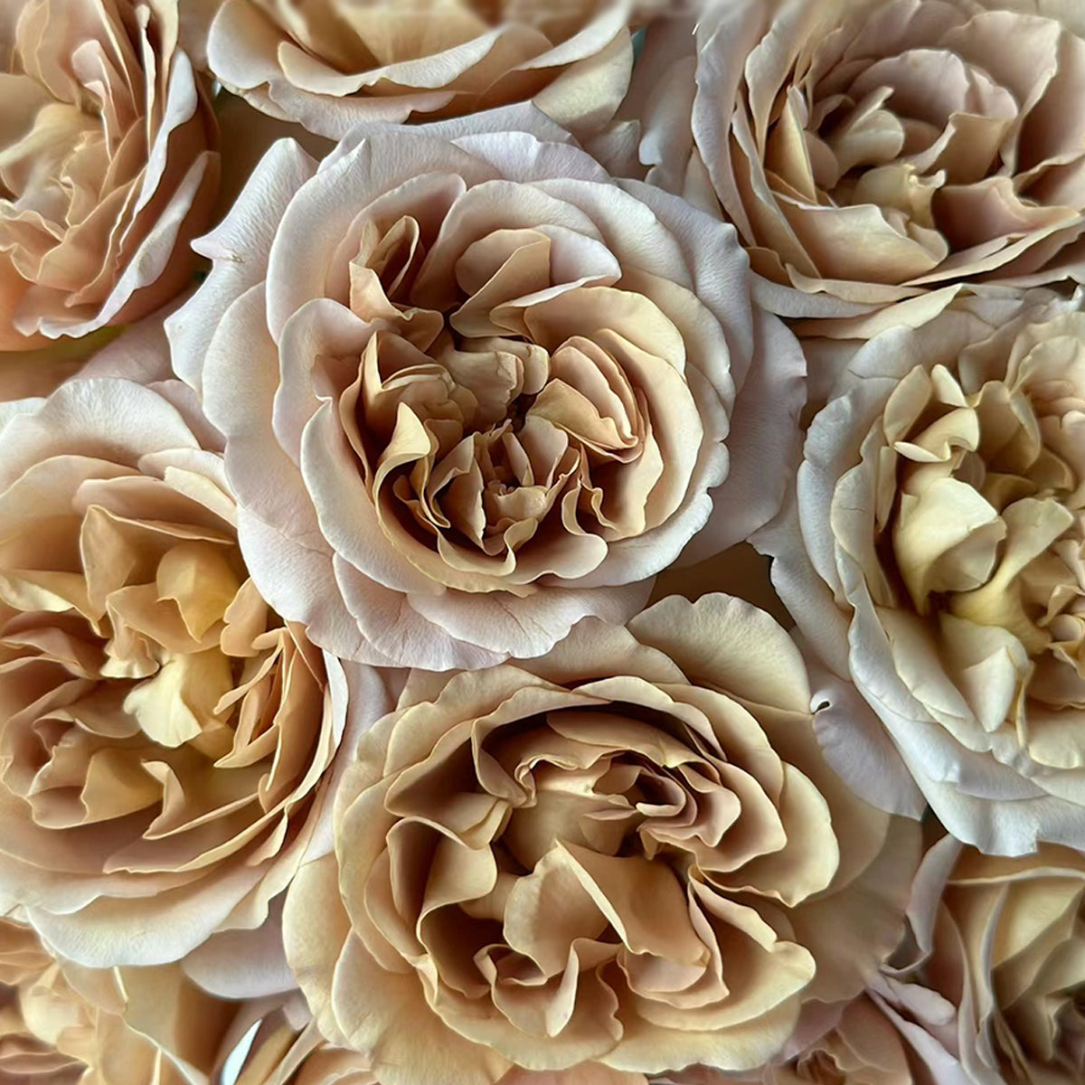 Cafe Latte Dutch Florist Shrub Rose
