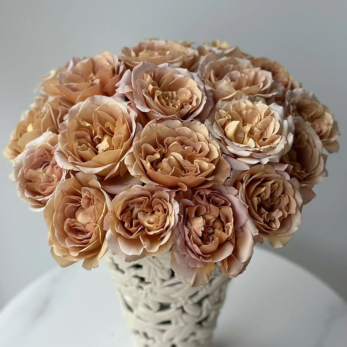 Cafe Latte Dutch Florist Shrub Rose