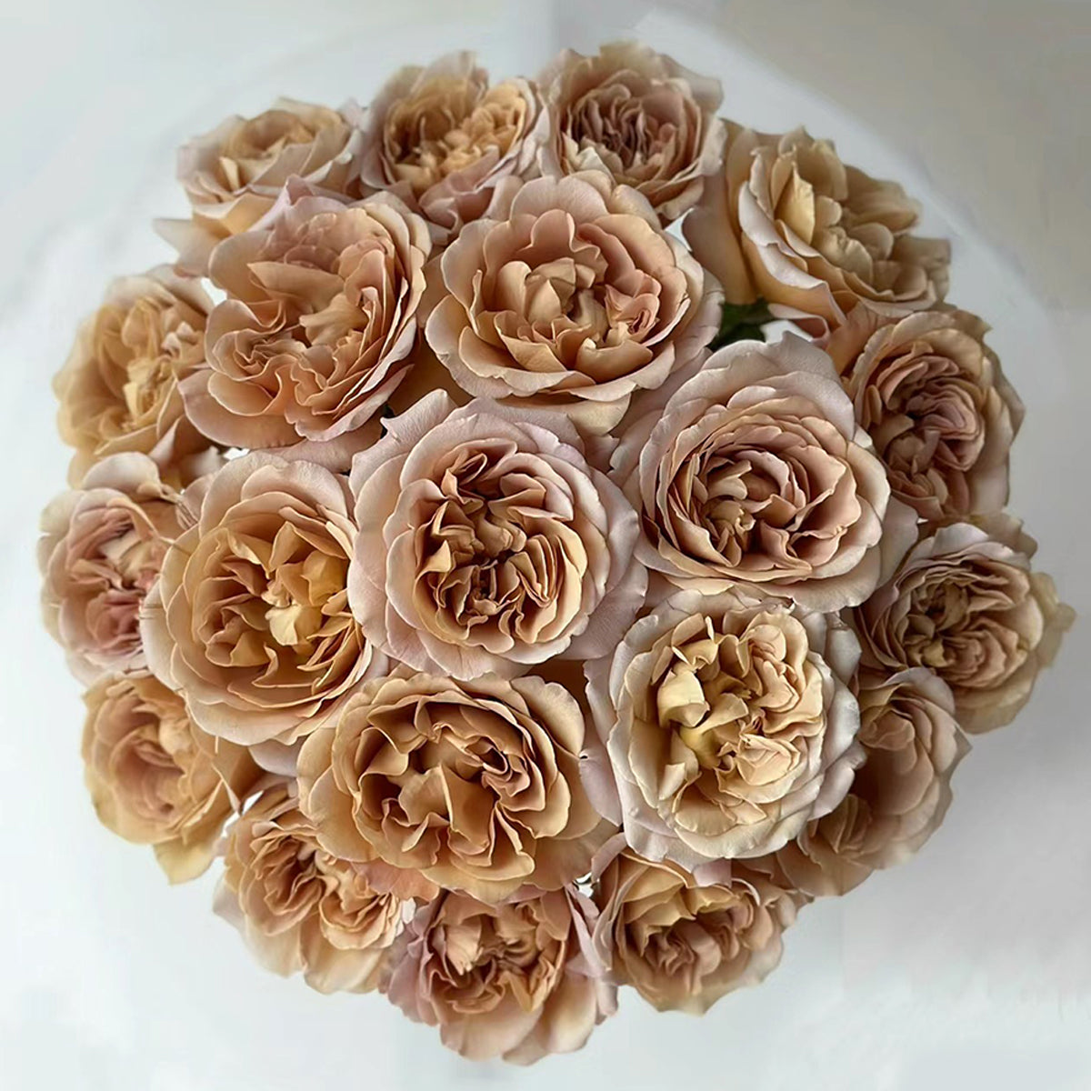 Cafe Latte Dutch Florist Shrub Rose