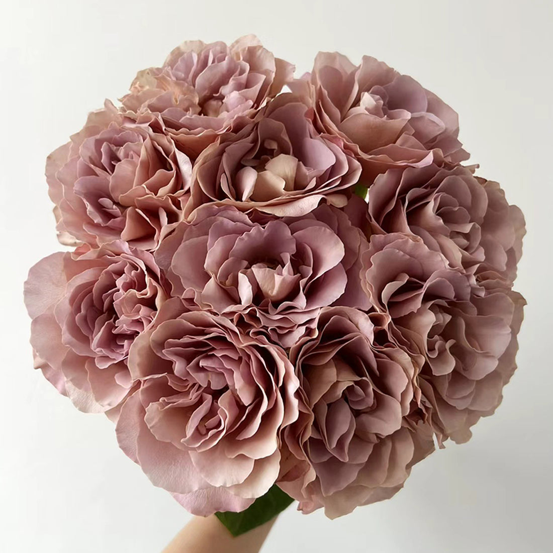 Cafe Latte Dutch Florist Shrub Rose