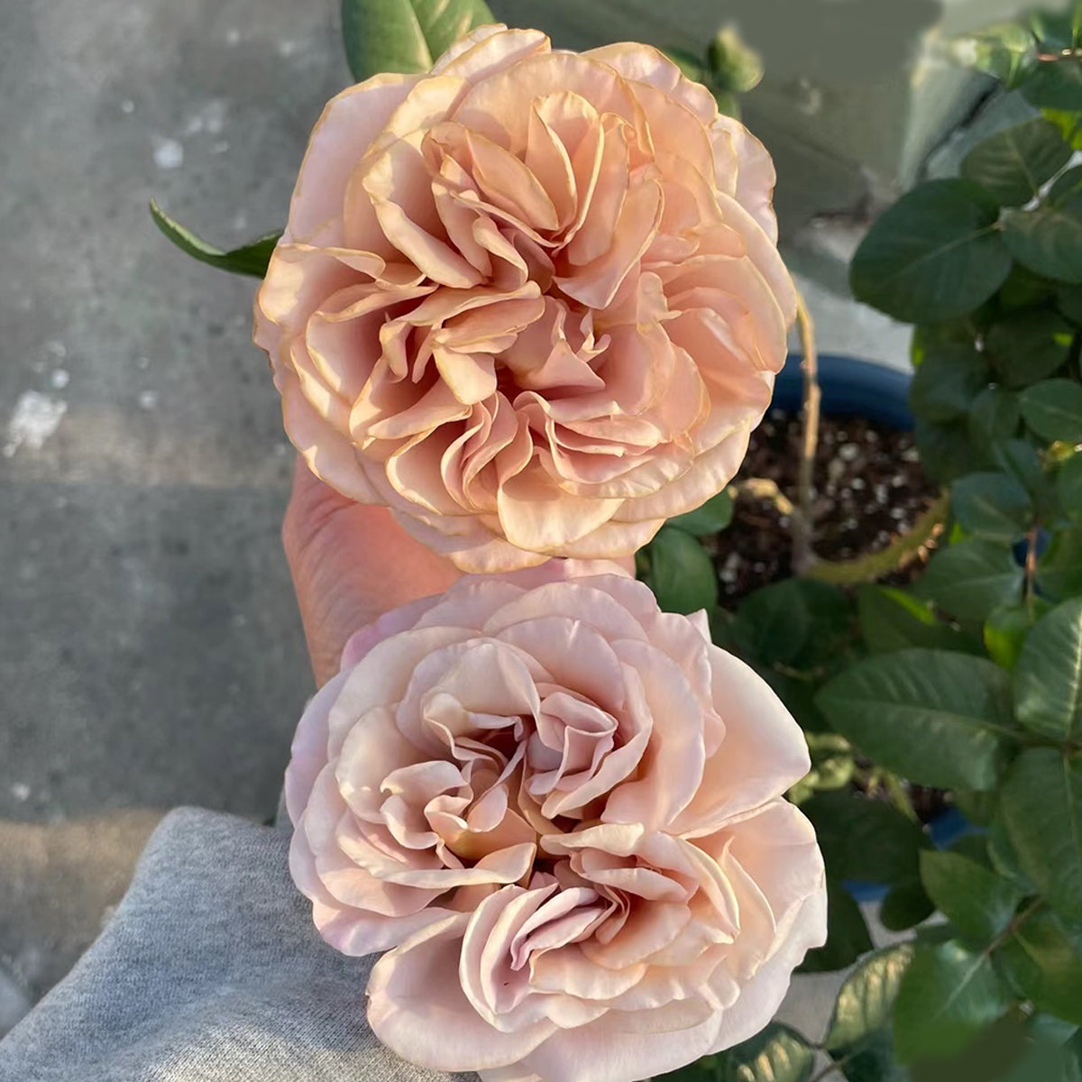 Cafe Latte Dutch Florist Shrub Rose