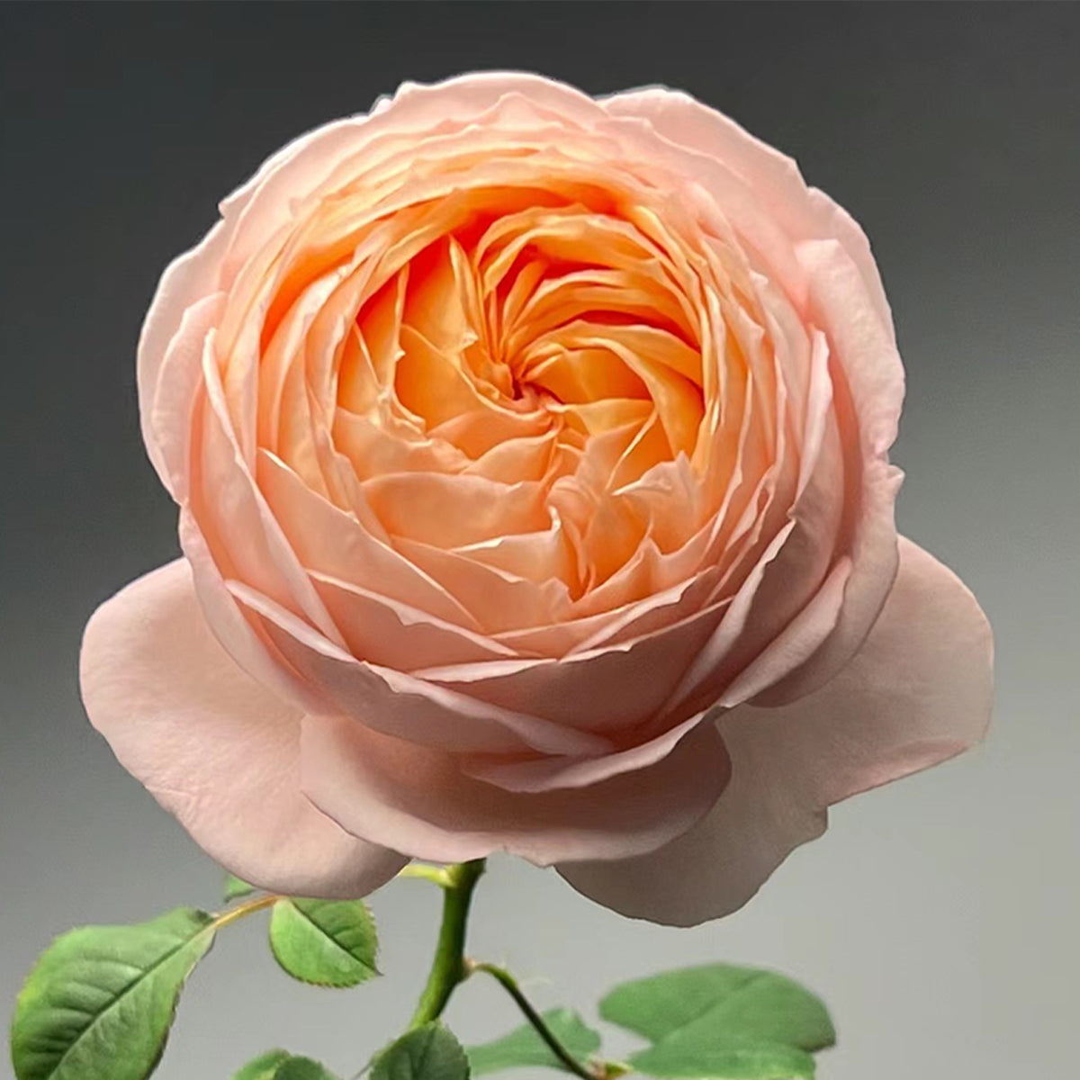 Confiture Japanese Florist Shrub Rose