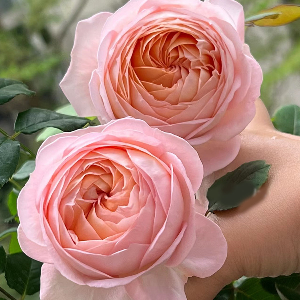 Confiture Japanese Florist Shrub Rose