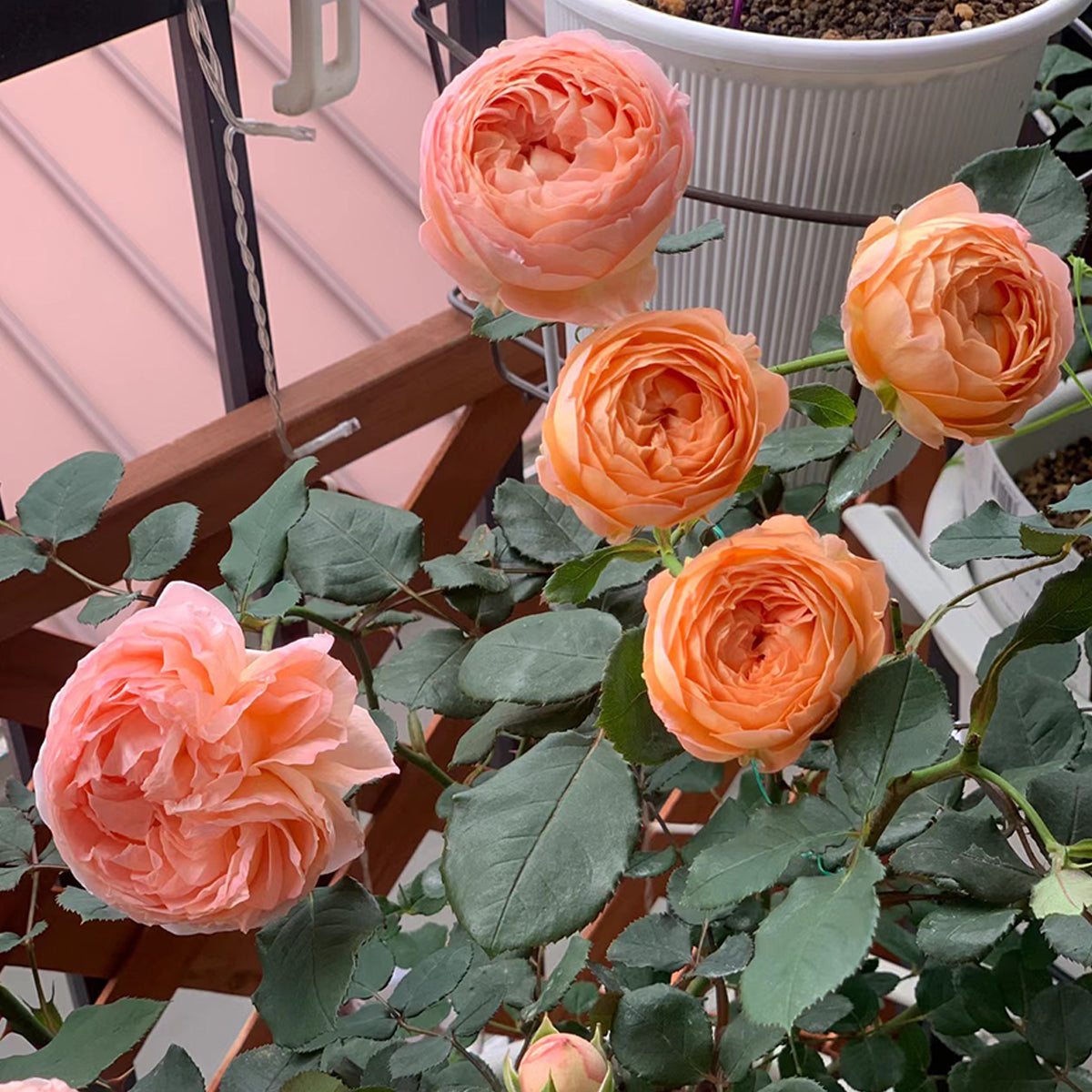 Confiture Japanese Florist Shrub Rose
