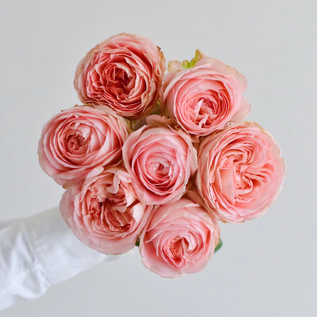 Confiture Japanese Florist Shrub Rose