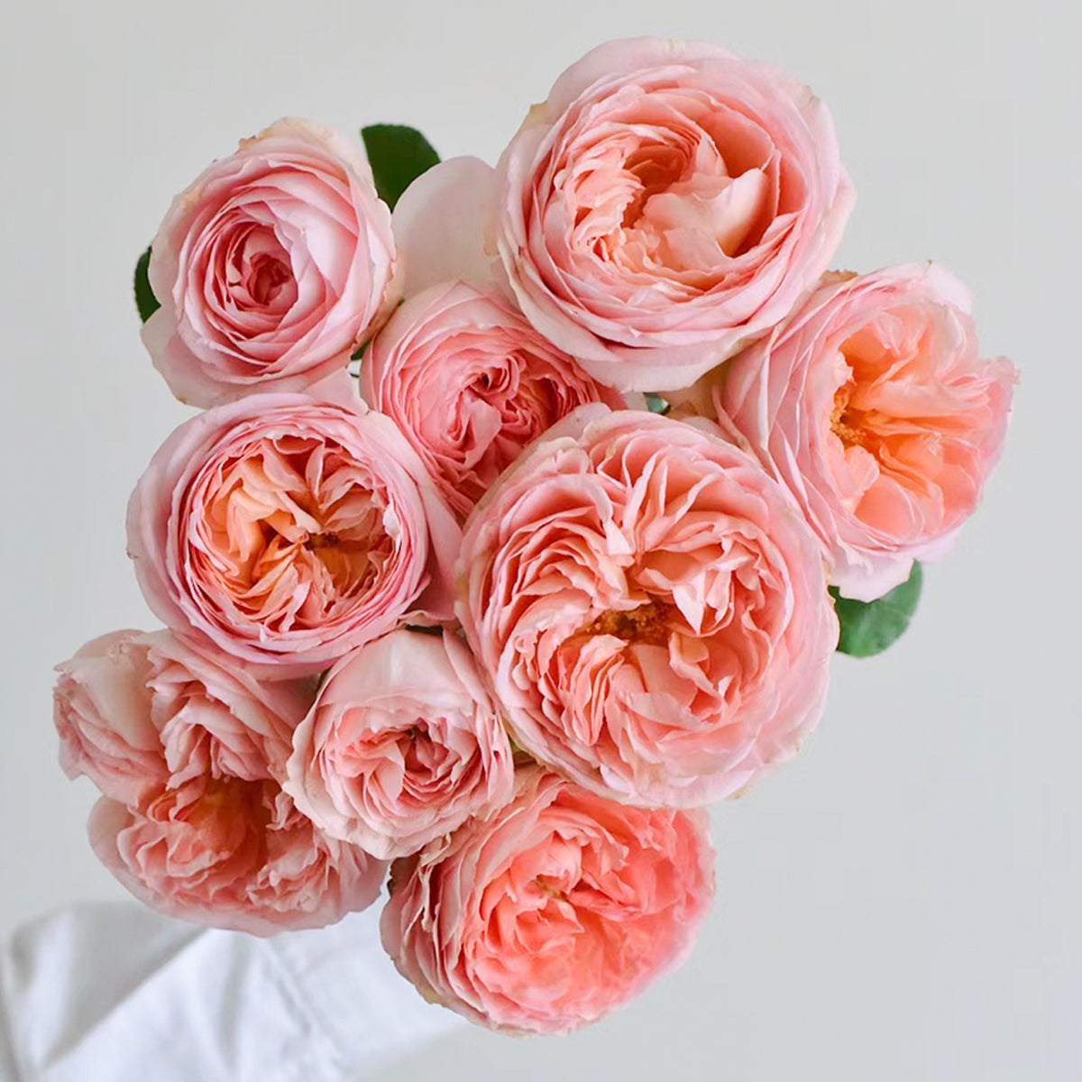 Confiture Japanese Florist Shrub Rose
