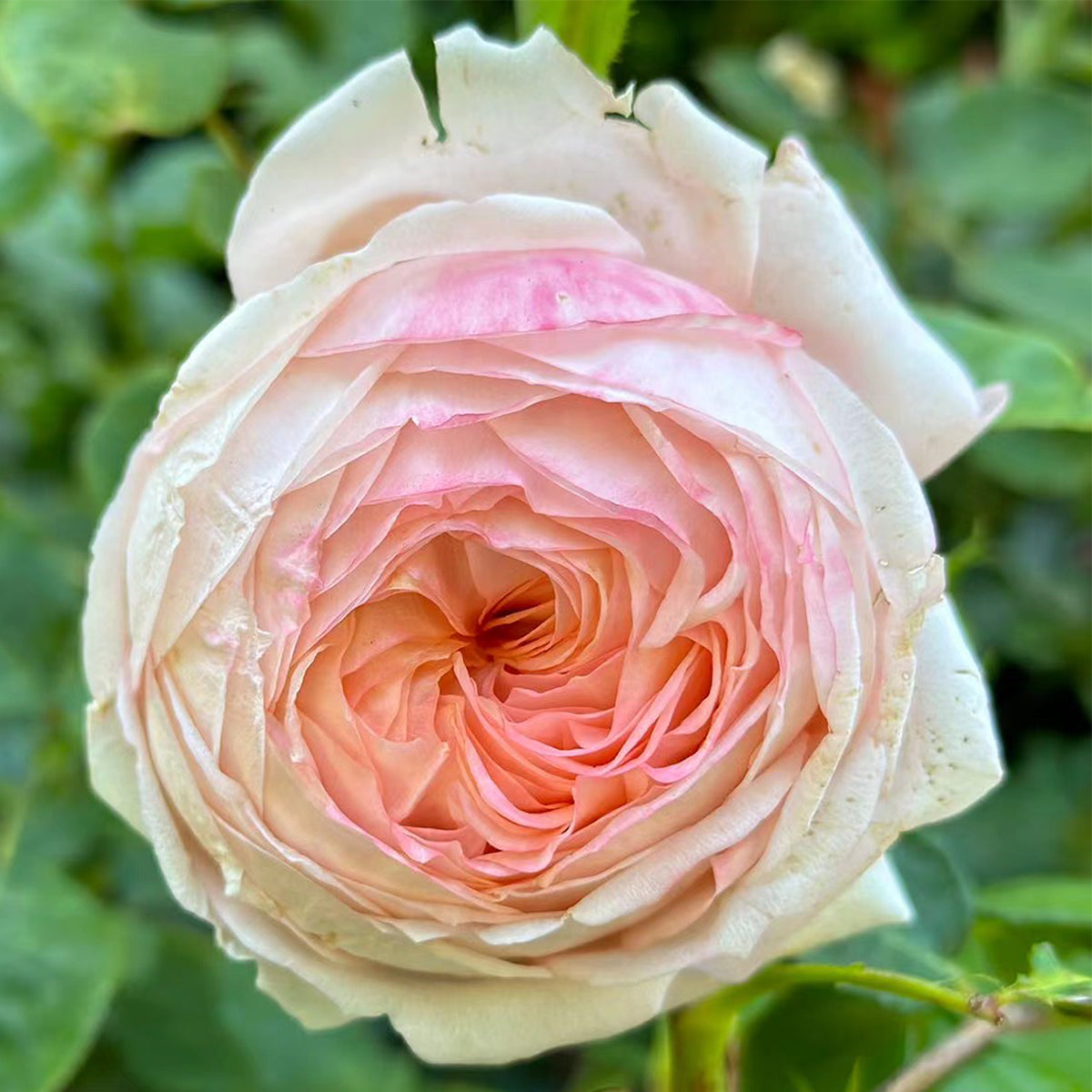 Confiture Japanese Florist Shrub Rose