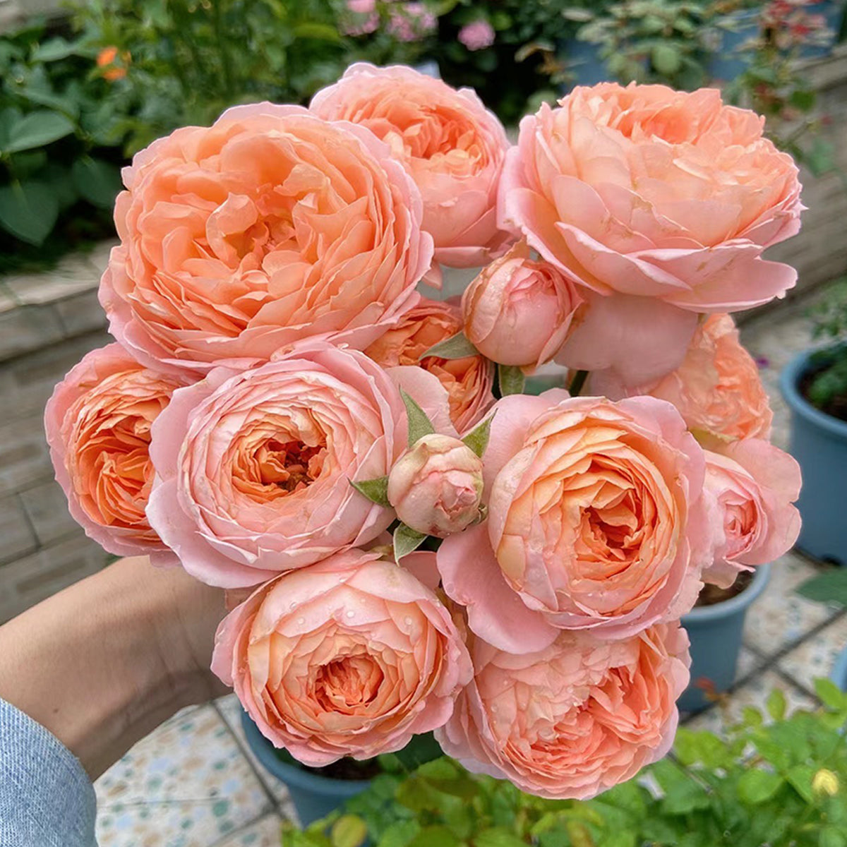 Confiture Japanese Florist Shrub Rose